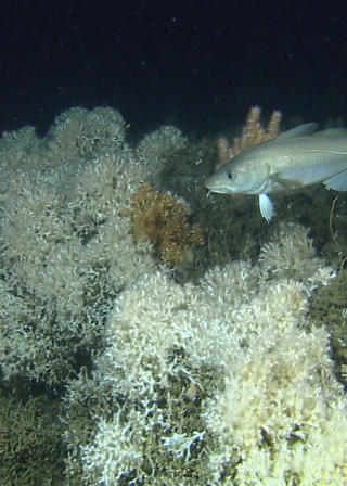  S�RBAR NATUR: Ved koraller som dette, i omr�det rundt Sularevett som er vernet, har Aker Exploration f�tt tillatelse til pr�veboring. Foto: Havforskningsinstituttet.