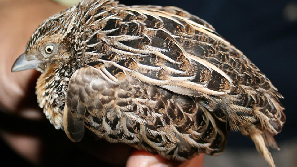 F�R GRYTA: Her blir den sjeldne fuglen fotografert. Like etter er den solgt for en krone og fort�rt. Foto:AFP/ARNEL TELESFORO/WILD BIRD CLUB OF THE PHILIPPINES/SCANPIX