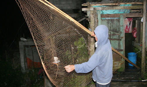 FANGET: Dette nettet ble brukt til � fange den sv�rt sjeldne vatkelfuglen. Foto: AFP/WILD BIRD CLUB OF THE PHILIPPINES/SCANPIX