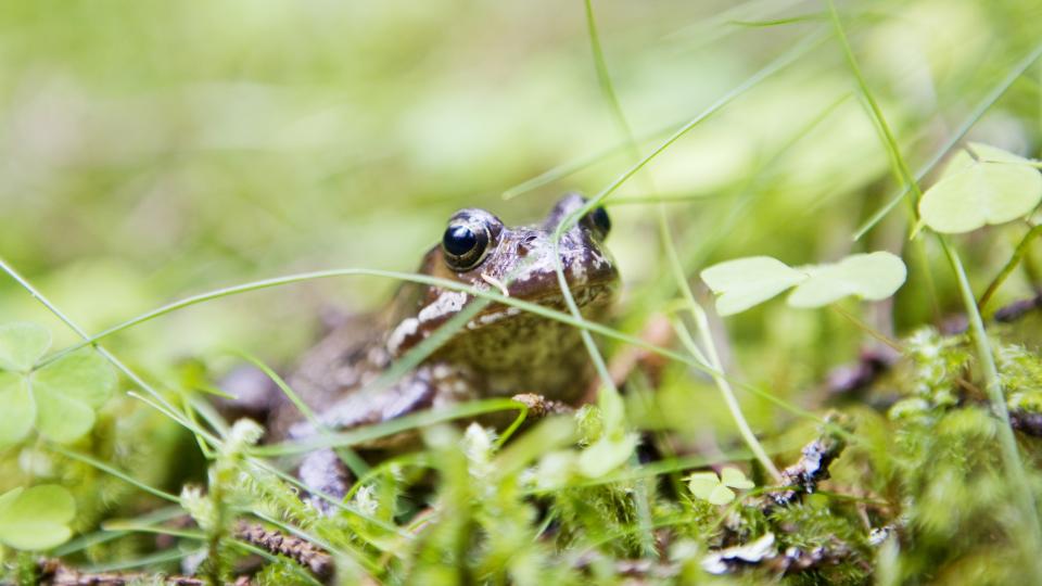 VANSKELIG � SE: Denne spissnutede frosken fanget fotografens oppmerksomhet p� Steigen i Nordland i fjor sommer. Arten er r�dlistet, og inmeldte observasjoner skal n� kvalitetssikres av eksperter.
Foto: Kyrre Lien / SCANPIX