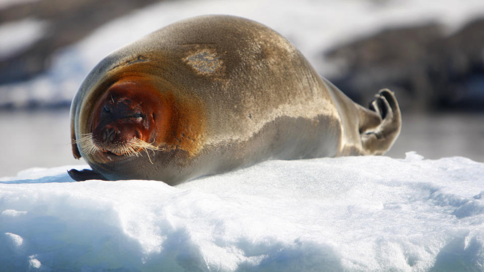 INNF�RER IMPORTFORBUD: EU-parlamentet har vedtatt importforbud av selprodukter. Denne selen koser seg i sola p� Svalbard.
Foto: H�kon Mosvold Larsen / SCANPIX