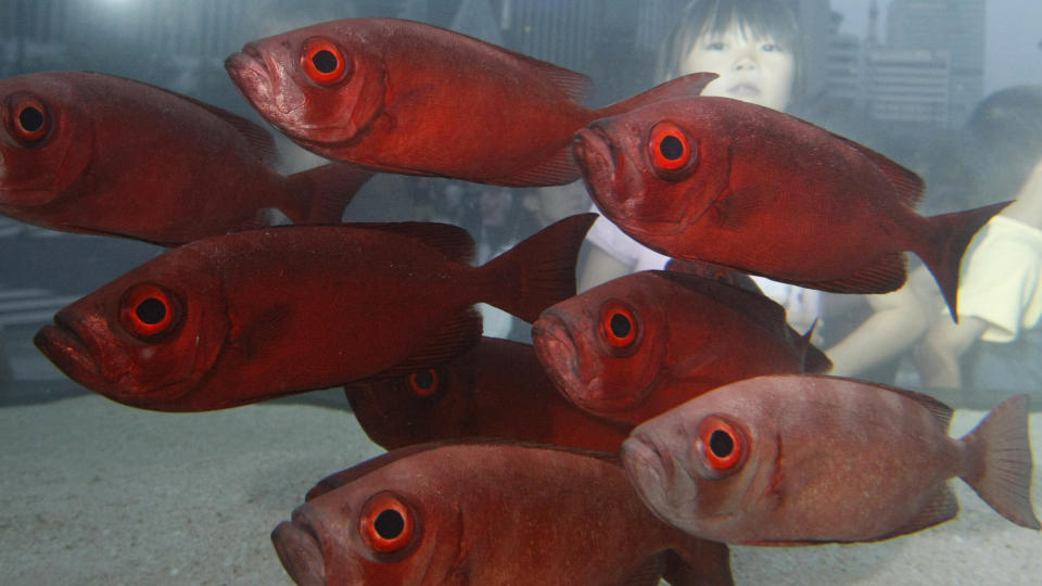 INGEN FISK: Dyrebutikken Pets Plus fikk i stedet levert en likkiste fra flyplassen. Foto: SCANPIX