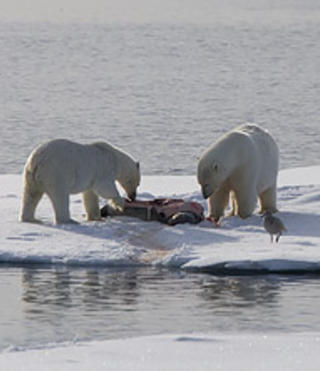 TRENGER FETT: Isbj�rnene er avhengig av en sv�rt fettrik diett best�ende av sel for � overleve. Foto: WWF