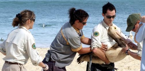 REDDES: Denne olje-tils�lte pelikanen ved Tangalooma Island Resort blir unders�kt av redningsarbeidere. 230 tonn olje har lekket ut i havet utenfor Queensland, Australia. Foto: Scanpix