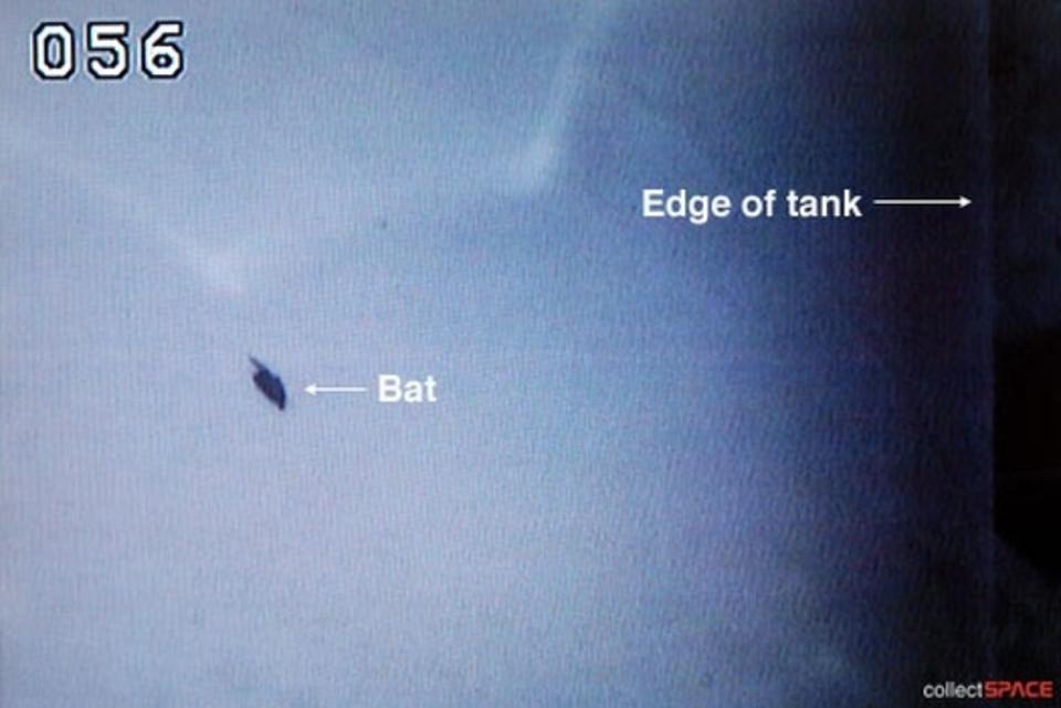 SOV: En flaggermus slo seg ned p� den eksterne drivstofftanken p� romferja Discovery like f�r oppskyting i natt. Foto: Collectspace.com/NASA