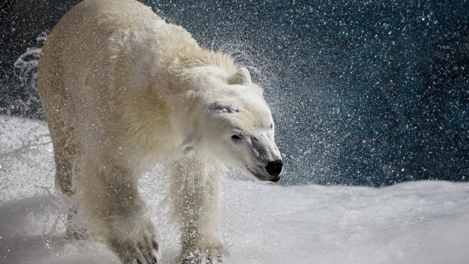  TRUET: Det er bare mellom 20 000 og 25 000 isbj�rner igjen i verden, og n� trues de av at habitatet smelter. Denne bor i en kanadisk dyrepark. Foto: Reuters/ SCANPIX.