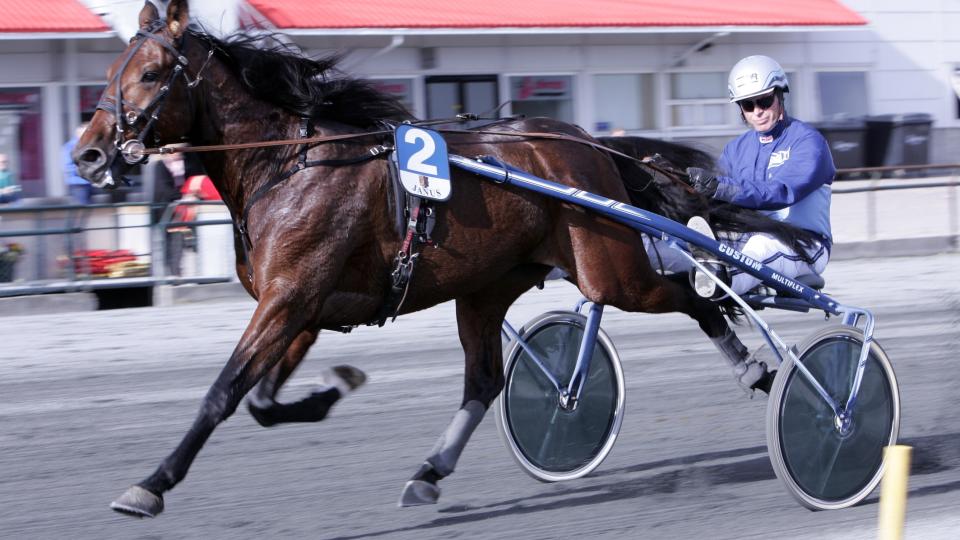 FRISK. Grand Du Ling er klar for ny seier i V65-l�p p� Bjerke. Kusk og trener Frode Hamre er mer bekymret for norsk travsport. Foto: HESTEGUIDEN.COM.