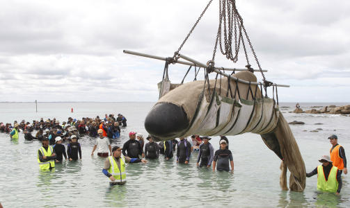 TILBAKE TIL HAVET: De elleve overlevende hvalene har blitt satt ut i vannet i dag. Foto: Scanpix
