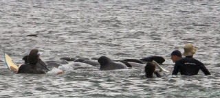 LEDES UT I HAVET: Hittil ser det lovende ut for ti av de elleve hvalene. Foto: Scanpix.
