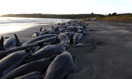 RELATIVT VANLIG: Hittil i �r har minst 239 hvaler strandet i Australia. Disse strandet n�r King Island-stranda p� Tasmania i begynnelsen av mars. Foto: Scanpix.