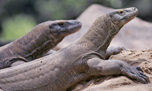 IKKE UFARLIG: Komodovaranene kan se uskyldige ut, men er i stand til � drepe langt st�rre dyr enn mennesker.