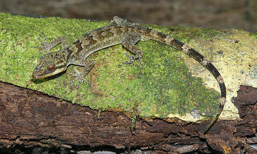 FLUNKENDE NY GEKKO:  Cyrtodactylus er en krok-t�et gekko.  Foto: SCANPIX/REUTERS/Steve Richards/Conservation International/Handout