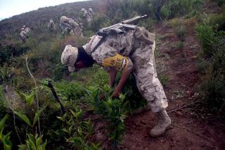 NARKOPLANTASJER: Soldater �delegger 150 000 marijuanaplanter etter en razzia  Ensenada-regionen tidligere denne uka. Foto: SCANPIX/EPA/ALEJANDRO ZEPEDA