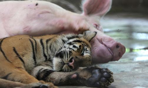 KOSEVENNER: Tiger pluss gris er lik sant. Foto: EPA/BARBARA WALTON/SCANPIX