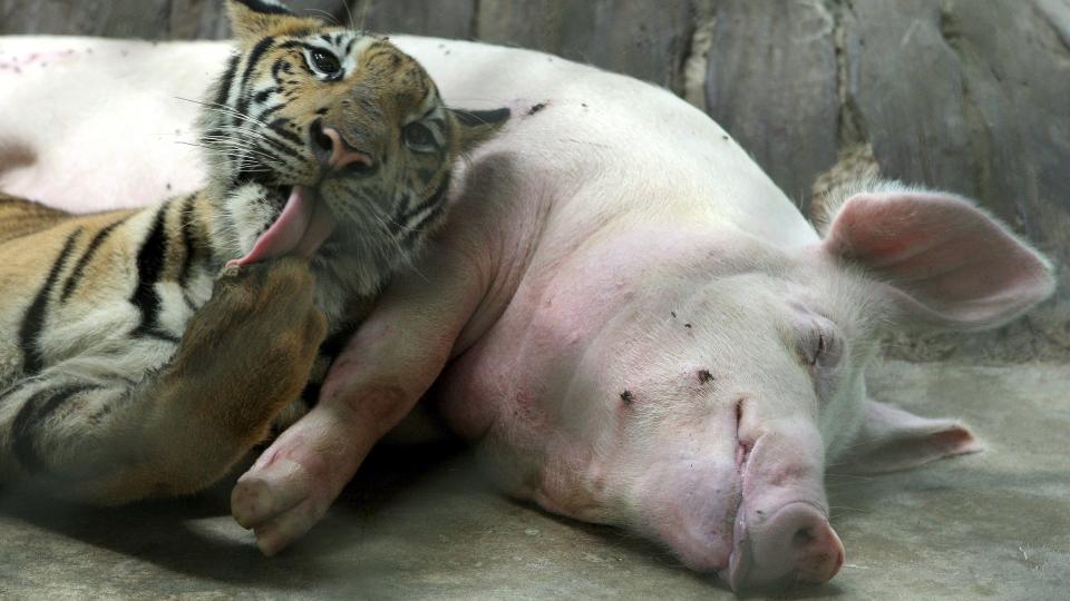 NAM NAM?: Tigerungen har ikke overlistet grisemammaen og gj�r seg klar for dagens fete m�ltid. Tigerungen og grisemoren lever sammen i sus og dus i en dyrehage i Thailand. Foto: EPA/BARBARA WALTON/SCANPIX