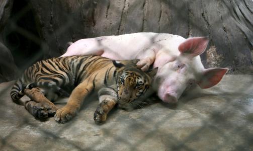 PASSER P�: Grisemoren passer godt p� sin kj�ttetende venn. Foto: EPA/BARBARA WALTON/SCANPIX