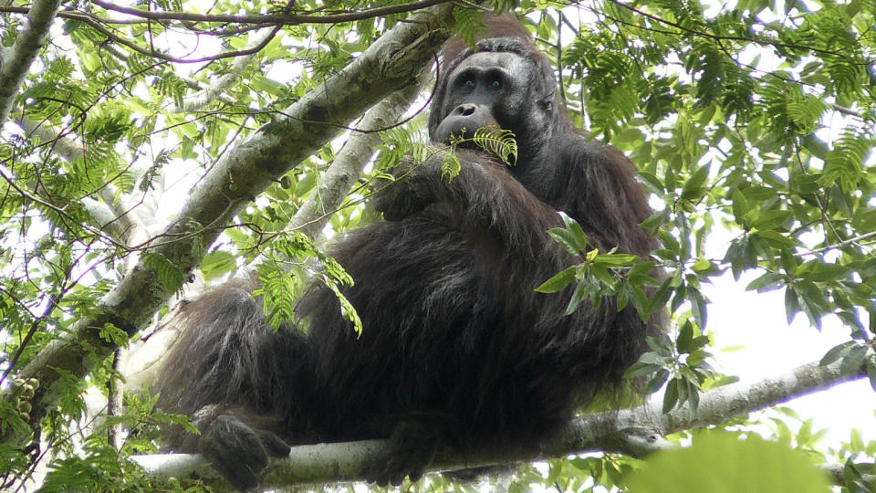 ORANGUTANG-OVERRASKELSE:  En hittil ukjent flokk organgutanger er funnet p� �ya Borneo. Foto: AP Photo/The Nature Conservancy/Scanpix
