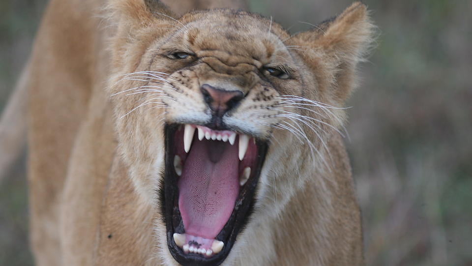 KNEKKER TIL: Et av m�nedens finalistdikt forteller om � se dyret inn i �ynene og knekke til. Men handler det egentlig om et dyr? Foto: WWF