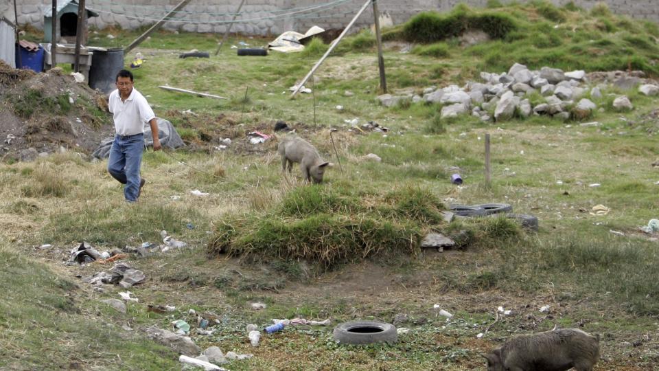 GRISENABOER: Flere av naboene til den d�de 39-�ringen hadde griser i hagen. Men fortsatt har ingen fra myndighetene unders�kt huset eller naboens svin. Foto: AP Photo/Miguel Tovar/SCANPIX