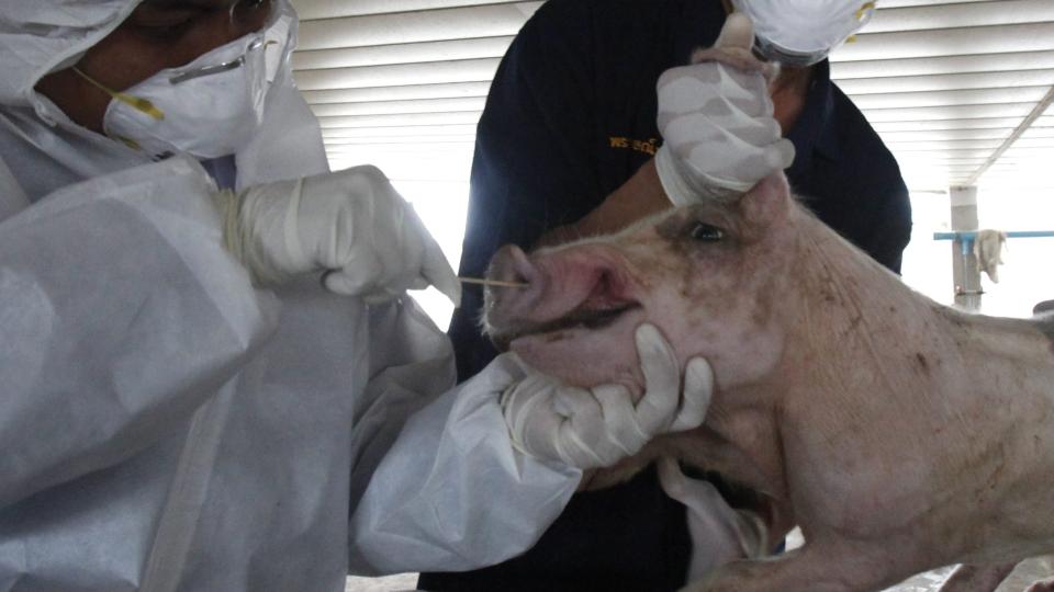 IKKE GRISEINFLUENSA? Thailandske veterin�rer tester griser for svineinfluensa, eller nyinfluensa som EU og USA foresl�r at det skal hete. Foto: SCANPIX/REUTERS/Chaiwat Subprasom (THAILAND ANIMALS HEALTH)