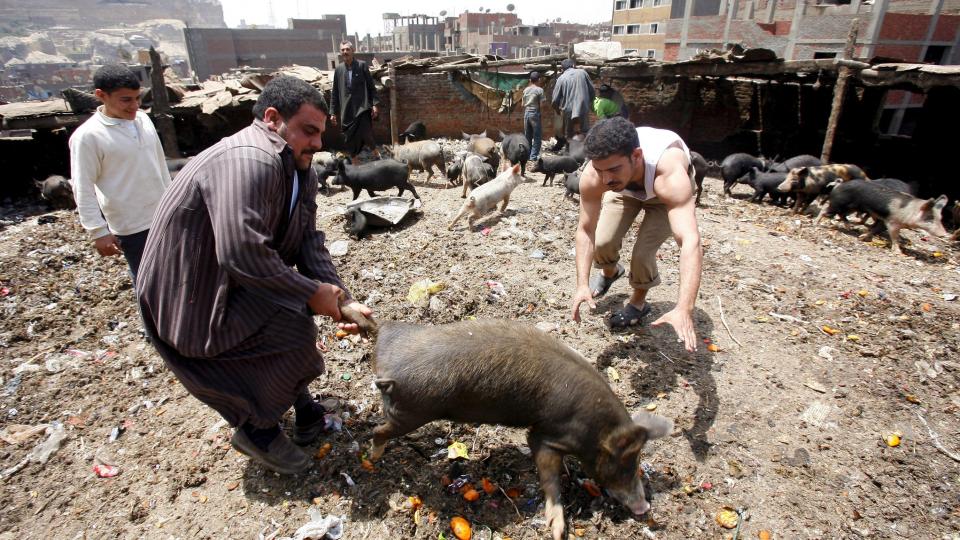 FORHOLDSREGLER: Egypt har i dag bestemt at hele landets grisebestand p� omkring 300 000 individer skal slaktes i h�p om � unng� svineinfluensa.  Foto: EPA/SCANPIX