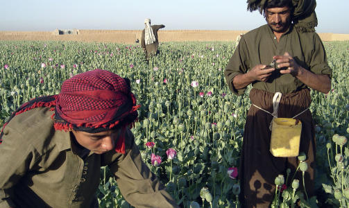 OPIUMSB�NDER I HELMAND-PROVINSEN: Disse afghanske b�ndene holder til i Nawa-distriktet s�r for Kabul. Bildet er tatt 25. april i �r. Afghanistan er verdens st�rste opiumsprodusent. Foto: AP/Abdul Khaleq