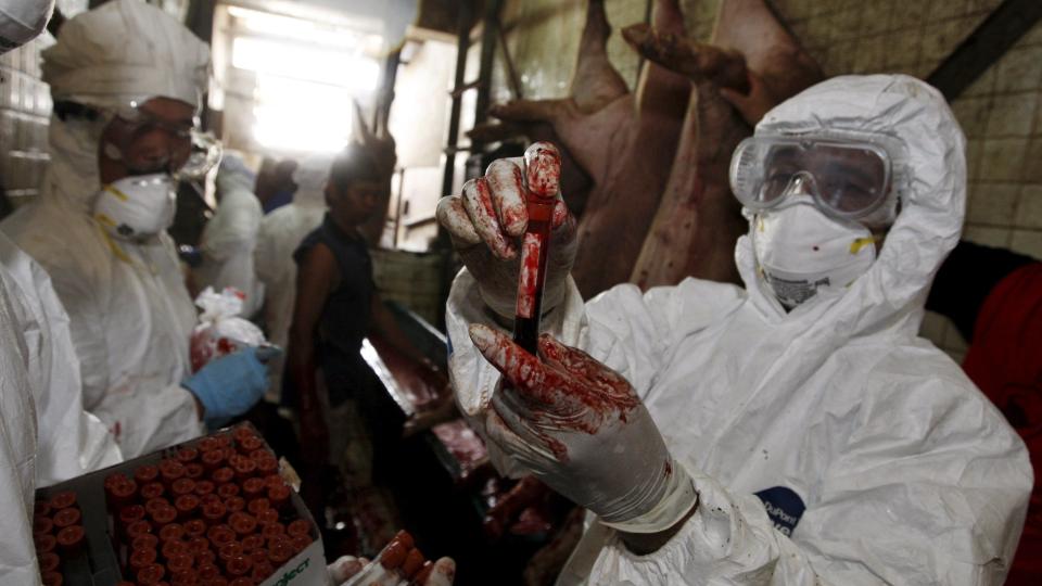MANGE TEORIER: Det verserer mange rykter og konspirasjonsteorier om svineinfluensaen. Samtidig jobber forskere og helsepersonell, som disse to veterin�rene i Indonesia, med � begrense omfanget. Foto: EPA/MAST IRHAM