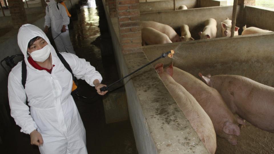 FRYKTER SMITTE: En helsearbeider sprayer desifiserende midler p� en grisefarm i Dexing, Jiangxi i Kina, av frykt for at grisene kan v�re b�rere av svineinfluensa. Foto: Scanpix/REUTERS/China Daily
