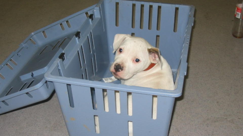 VOFFOR SLIPPER JEG IKKE INN? Verken tollerne eller veterin�ren p� jobb har ikke klart � fastsl� hva slags rase denne hundevalpen er enn�. Uansett ble den stanset p� grensa da en 40 �r gammel mann fors�kte � ta den inn i landet i natt. Foto: TOLLVESENET