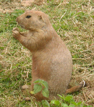90 PROSENT D�R AV PEST: Den amerikanske pr�riehunden er truet av pesten. I de omr�dene som rammes d�r nesten alle dyrene, som ikke har noen naturlig motstand mot pestbakterien. �rsaken er at pesten kom til USA for bare 100 �r siden. Foto: WIKIMEDIA