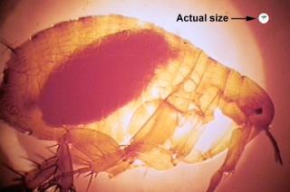 SMITTESPREDER: Rotteloppen Xenopsylla cheopis, fylt med blod. Denne loppen er hovedb�reren av pesten i de fleste epidemiene i Asia, Afrika og S�r-Amerika. Foto: CDC