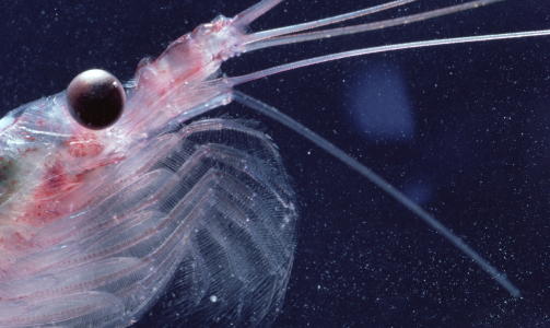 GULL VERDT: Krill skal v�re veldig sunt for mennesker og markedet er i stor vekst. Foto: Scanpix
