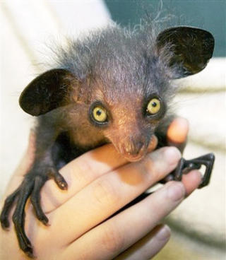 SYMBOL P� D�D: Aye-ayen har vanskelige levek�r p� Madagaskar; lokale folk anser den som et symbol p� d�d og b�rer av ondskap. Her en aye-aye som ble f�dt i Bristol dyrehage for fire �r siden. Foto: BRISTOL ZOO