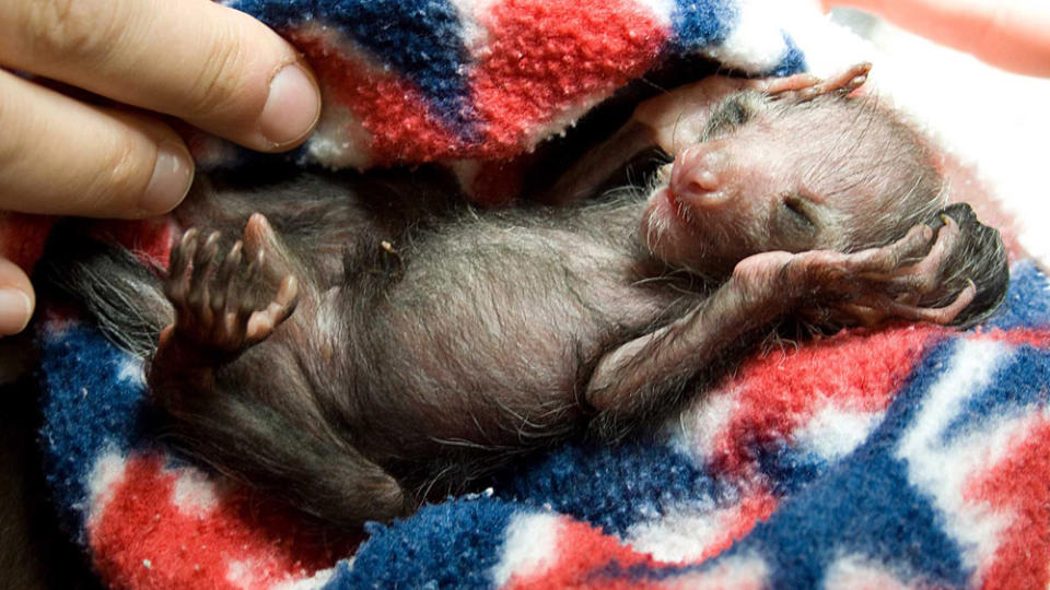 GJENNOMBRUDD: Aye-ayen som ble f�dt i Denver dyrehage 18. april, er den andre av sin art som er forl�st i fangenskap i Nord-Amerika. Foto: DAVE PARSONS/DENVER ZOO/AP/SCANPIX