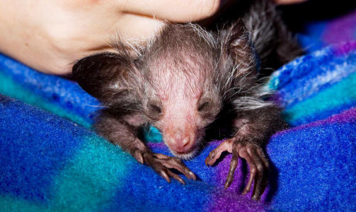 HJELPEL�S: Den nyf�dte aye-ayen f�r kj�rlig omsorg i dyrehagen. Foto: DAVE PARSONS/DENVER ZOO/AP/SCANPIX