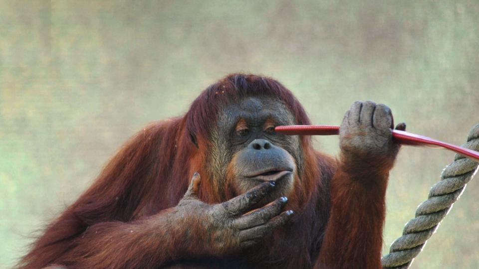 PR�VDE � FLYKTE: Karta. Foto: EPA/ADELAIDE ZOO/Scanpix