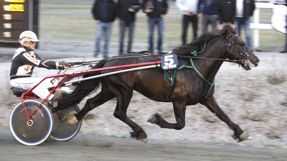 HAR ALDRI TAPT. Tao Prins har aldri tapt et eneste travl�p. Han blir storfavoritt til � ta sin niende strake seier. Foto: HESTEGUIDEN.COM.