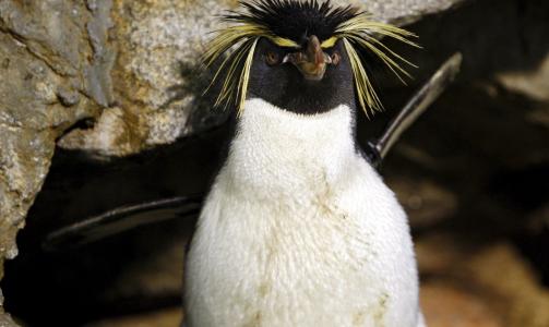 GULLTOPPINGVIN I DYREPARK:  Fotografert i Singapore. Foto: SCANPIX/EPA/HOW HWEE YOUNG