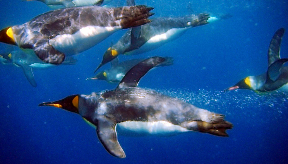 KONGEPINGVINER:  Gulltoppingvinen er i familie med kongepingvinene, og tilbringer store deler av �ret ute til havs Foto: CANPIX/AFP PHOTO/HO/AUSTRALIAN ANTARCTIC DIVISION/James DOUBE  RESTRICTED TO EDITORIAL USE