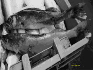 DEFORMERT FISK: Kvikks�lvniv�ene er s� h�ye at gravide, barn og ammende ikke f�r spise fisk eller bade i elva. Foto: PRIVAT