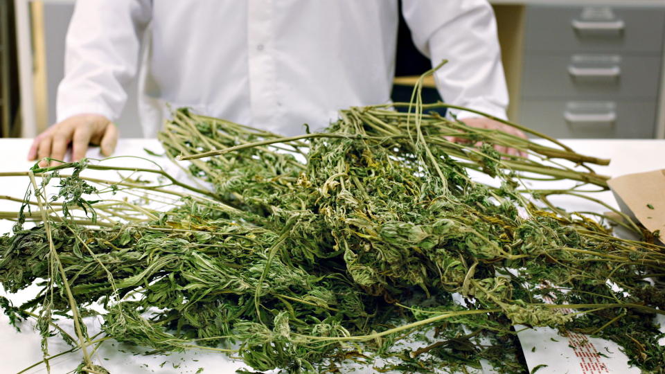 FANT CANNABIS: En fengselslege i Larvik er blant annet siktet for fremstilling av narkotika etter at politiet fant en cannabisplantasje p� eiendommen hans. Dette bildet er tatt hos Kripos etter et annet beslag. Illustrasjonsfoto: FRANK KARLSEN