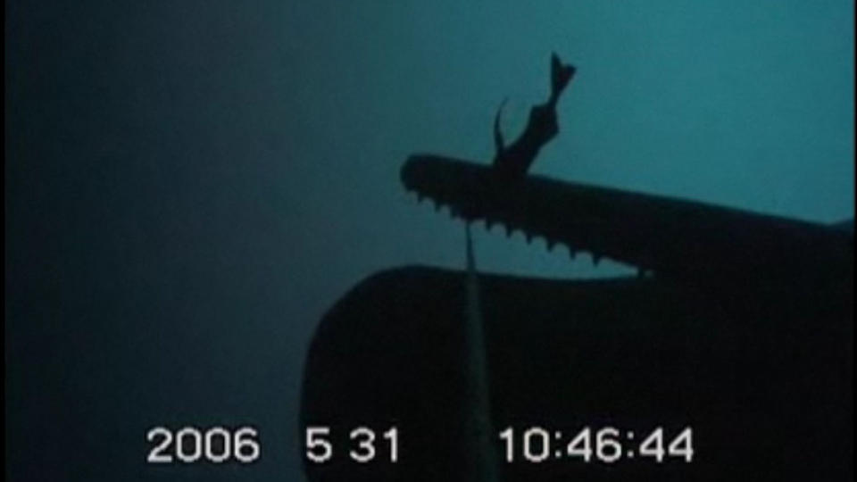 KUTTER LINA: Spermhvalen kan sv�mme helt ned p� 3000 meters dyp, og trenger � spise flere hundre kilo i d�gnet. Foto: Videobilde fra Scripps institution of oceanography