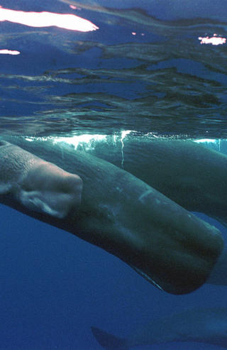TRUES: Spermhvaler. Foto: AP Photo/Guam Variety News/Chris Bangs/SCANPIX
