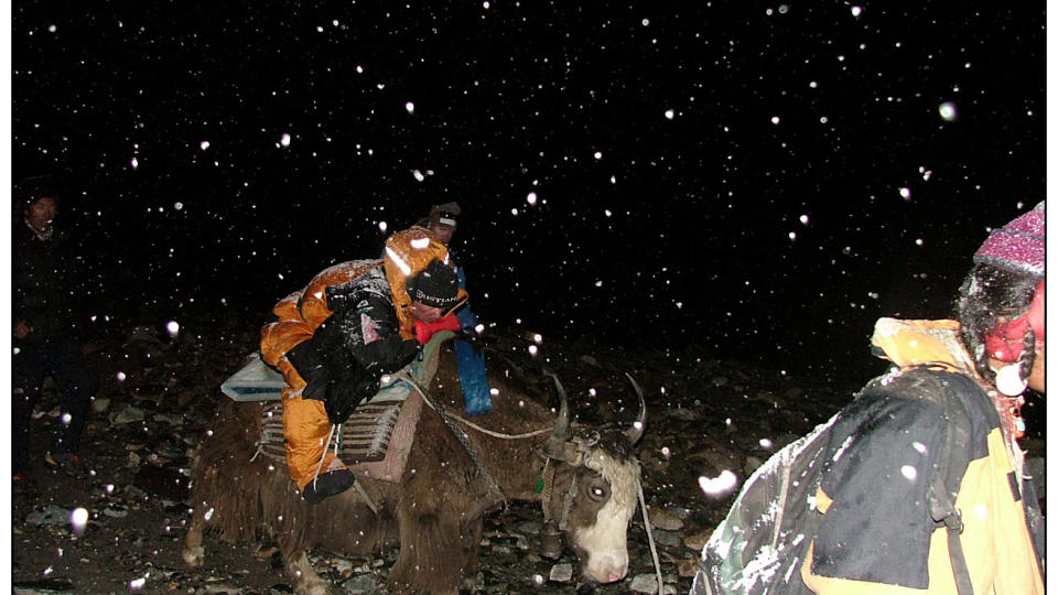 P� JAKOKSE: F�rste del av redningsaksjonen ned fra Himalaya. Klatreren Jarle Tr� ligger hardt skadd p� ryggen til en jakokse. Foto: Stein Gr�nner�e