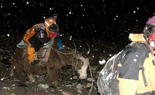 FRAKTET P� JAKOKSE: Jarle Tr� hadde ikke mulighet � komme seg fra ABC-campen til basecamp p� 5200 av egen maskin. Foto: Stein Gr�nner�e