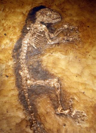 KOMPLETT: Ida er 47 millioner �r gammel, og oppkalt etter J�rn Hurums datter. Hun er det mest komplette fossil som er funnet. Avst�pninger etter pelsen og innholdet i magesekken kan skimtes i fossilet. Foto: REUTERS/Mike Segar