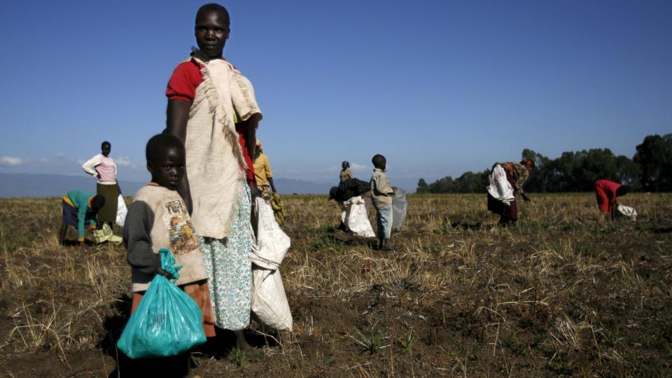 T�RKE: B�nder h�ster fra markene utenfor Nakuru i Kenya. Sammen med �kte matvarepriser har t�rke skapt alvorlige problemer for livsgrunnlaget til menneskene i omr�det. Foto: Stephen Morrisson/Scanpix