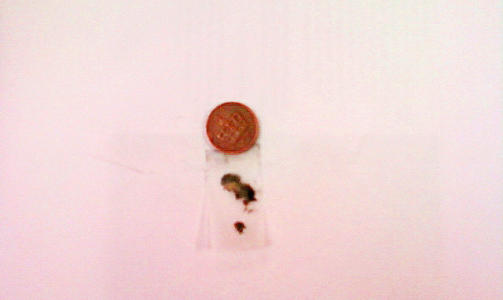 BUG I SYSTEMET: Denne humla fikk SAS-flyet til � snu i dag tidlig. Foto: SAS