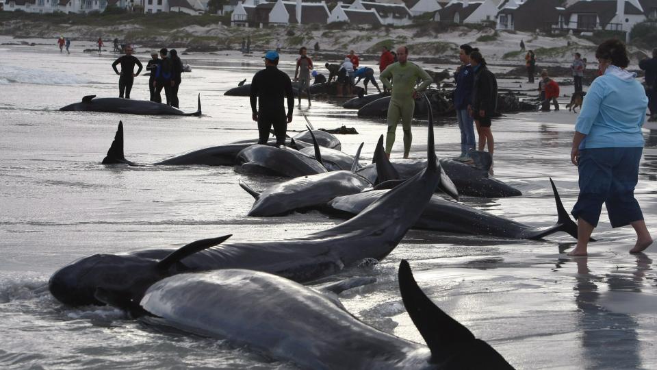 SKYTES: Om lag 55 falske spekkhoggere strandet i dag p� Longbeach i Cape Town, S�r-Afrika. Minst tredve m� avlives, etter at det var umulig � f� dem tilbake p� sj�en. Tjue fikk komme tilbake til sitt rette element. Foto: Scanpix/EPA/NIC BOTHMA