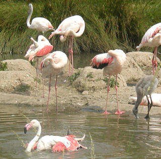 FLAMINGOGRYTE: En av oppskriftene til Apicius krever at en flamingo ribbes og kokes med salt, purre, eddik og ulike krydder.Foto: WIKIMEDIA COMMONS